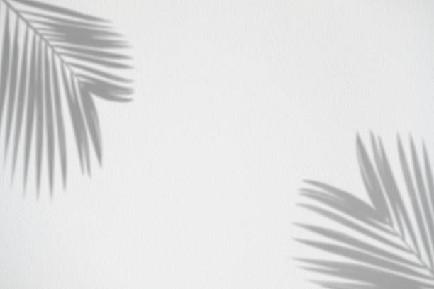 istock Realistic and organic tropical leaves natural shadow overlay effect on white texture background. 1283341223