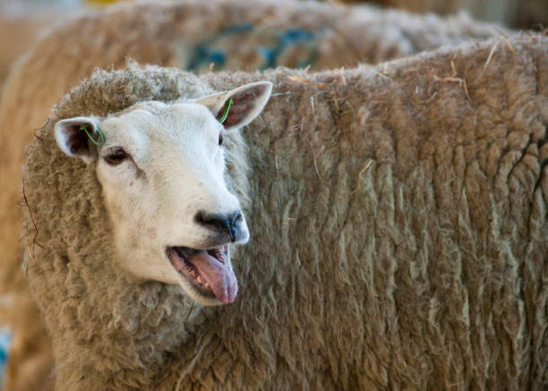 istock New born lambs on a farm in springtime 1283341292