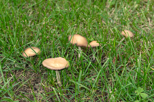 Mushrooms grow on old stumps. Oyster mushroom Pleurotus in the autumn forest