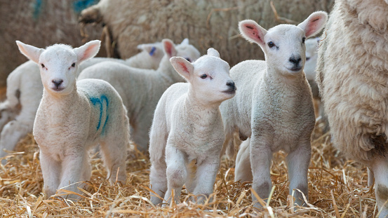 Group of sheep looking at the camera, in a green field bathed in soft sunlight