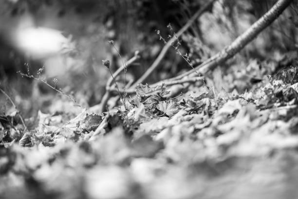 istock Autumn leaves on the ground. 1283342708