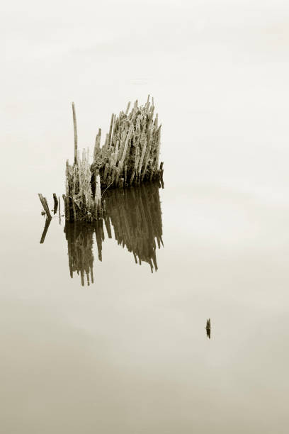 istock Dry stems in water in black and white. 1283342746
