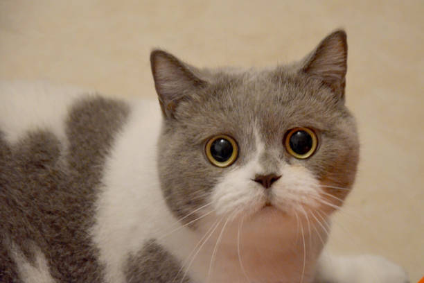 istock Muzzle of a British cat with big eyes. frightened animal 1283342939