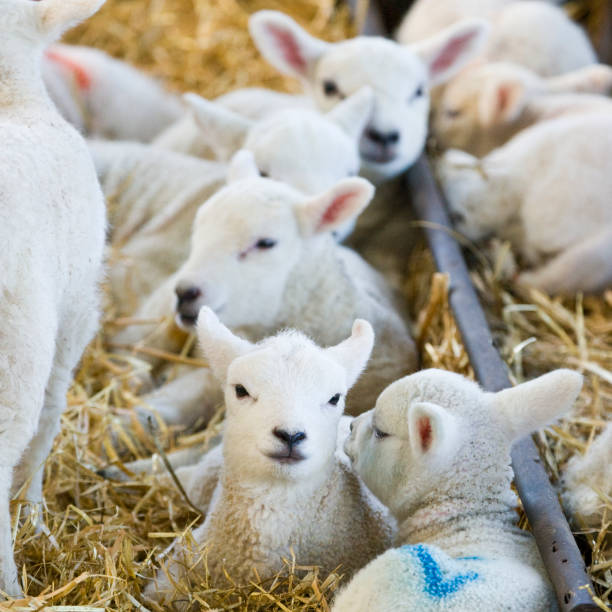 istock New born lambs on a farm in springtime 1283343916