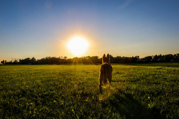 istock Wandering Dog Autumn Sun 1283344216