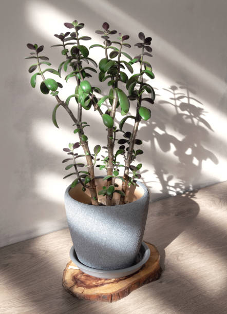 istock Crassula ovata. Money tree in soft blue pot in the sun with hard shadows. Minimalistic houseplant concept. 1283344340