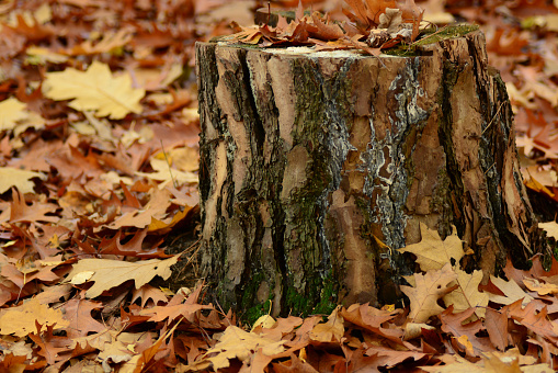 Autumn in a forest: a cut tree trunk surround by falling oak lefas.