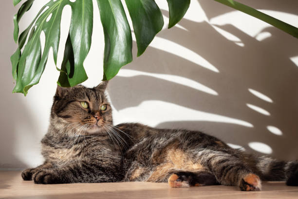 istock Monstera leaf with hard shadows from daylight and a lying domestic cat against the background of a white concrete wall. Minimalism. 1283345064