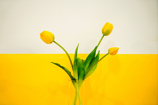 Yellow tulip on yellow background