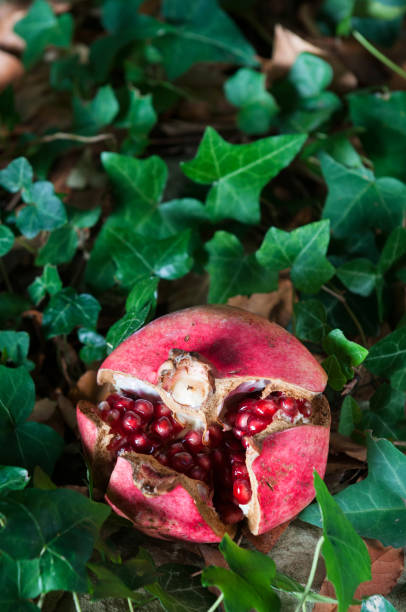 istock Close-up of cracked pomegranate 1283345127