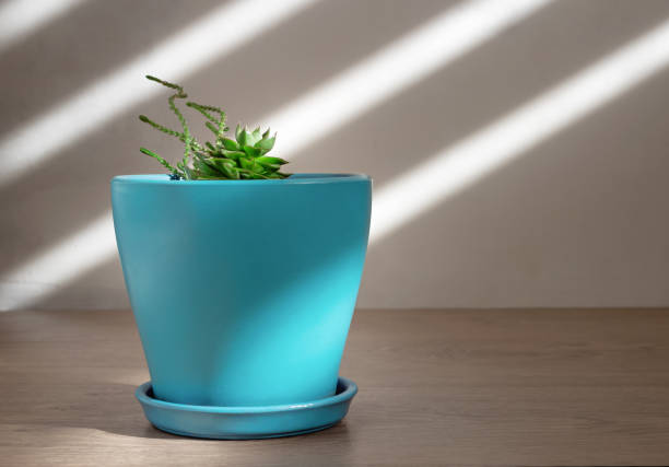 Free Stock Photo of Small Green Plant in Blue Pot | Download Free ...