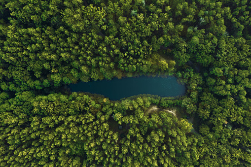 Vista superior del lago del bosque rodeado de árboles verdes. Hermoso paisaje desde la vista aérea. photo
