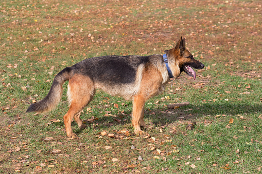Cute german shepherd dog is standing on a yellow leaves in the autumn park. Pet animals. Purebred dog.