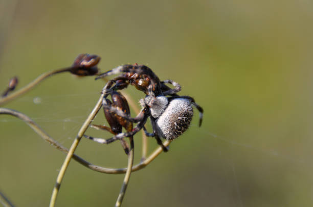 istock One of Australia's many spiders 1283346787