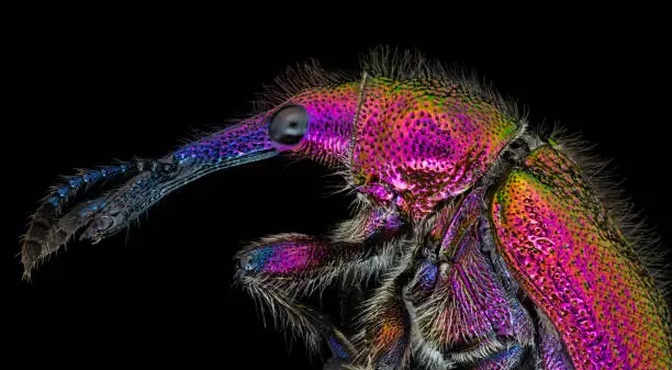 Photo of Weevil (Curculionidae, Snout beetle) under microscope macro portrait, isolated on black background