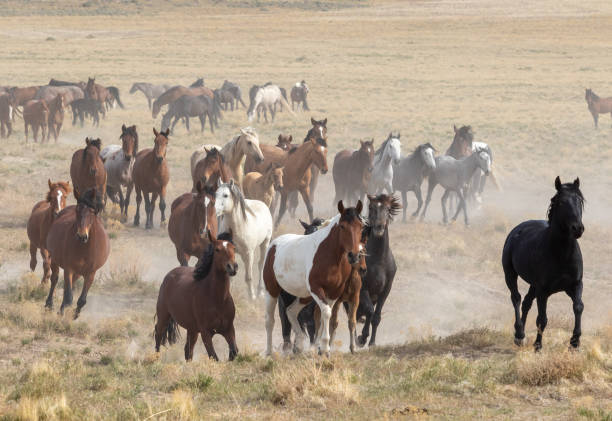 istock Herd of Wild Horses 1283349611