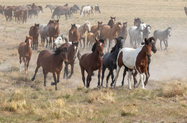 istock Herd of Wild Horses 1283349614