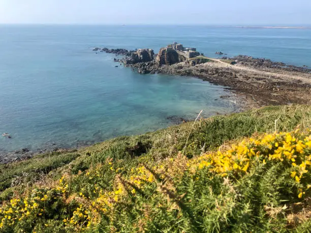 Flowering Gorse above Clonque Bay