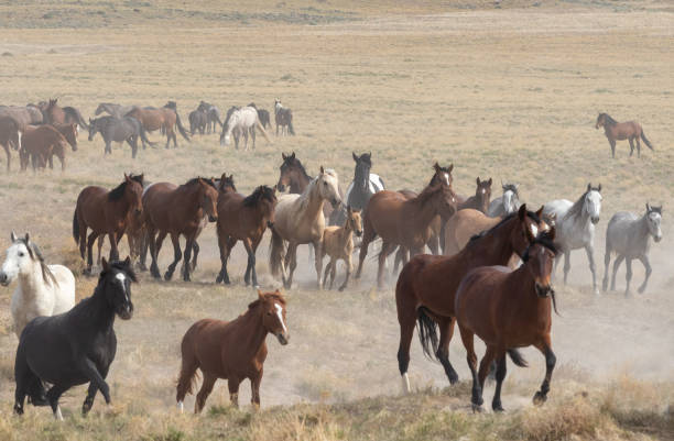 istock Herd of Wild Horses 1283349869