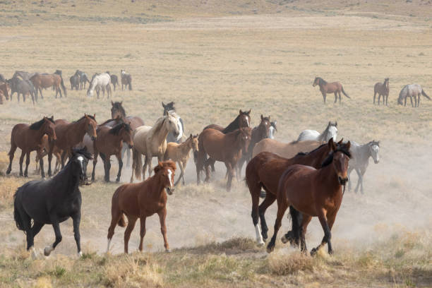 istock Herd of Wild Horses 1283349872