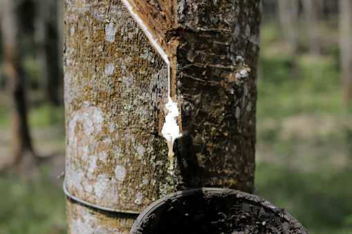 Close-up at rubber tree plantation to collect latex in Malaysia.
