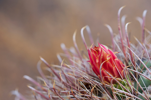 Fish hook barrel cactus with red yellow flower fruit in lower corner with copy space on left of photograph taken in Saguaro National Park, Tucson, Arizona