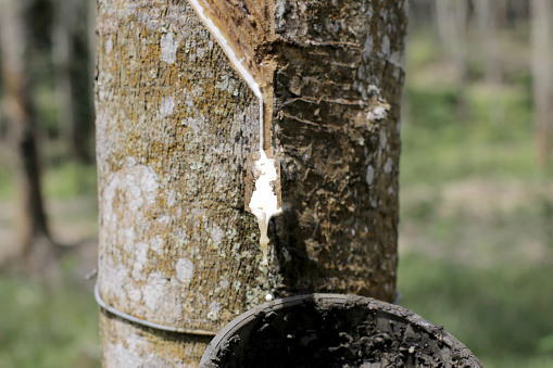 A focus scene on rubber tree plantation collecting latex.