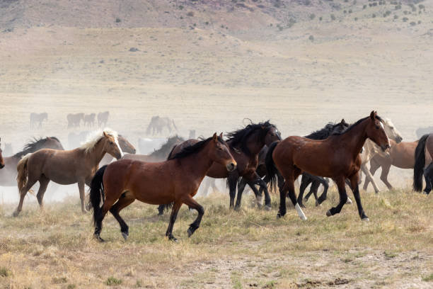 istock Herd of Wild Horses 1283350281
