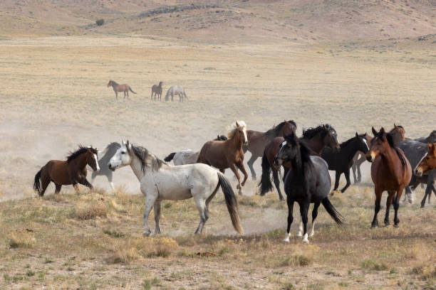istock Herd of Wild Horses 1283350282