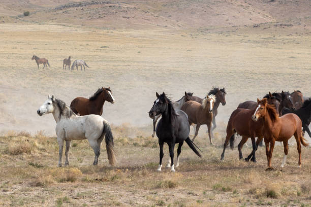istock Herd of Wild Horses 1283350376