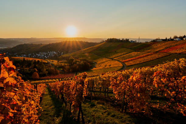 sunset in the autumnal and colorful vineyards of Stuttgartt in the vinyards over Stuttgart view over the vineyards of Stuttgart stuttgart photos stock pictures, royalty-free photos & images
