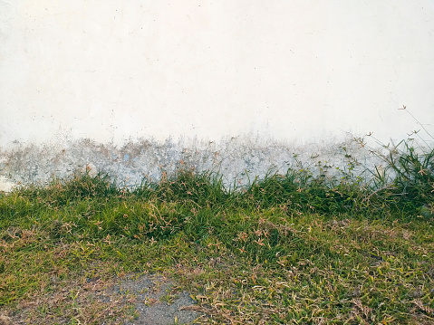 Front view of exterior white wall with uncorked underside of paint and wild green weeds. White concrete wall with humidity at the bottom and weeds between the grass.