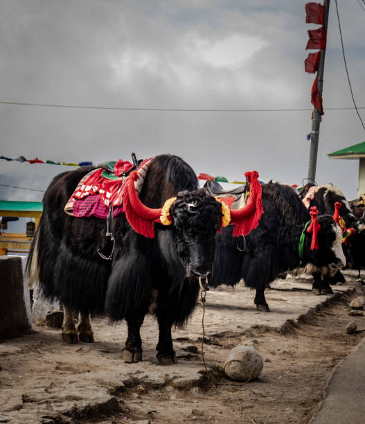 istock yak decorated ready for peoples ride adventure experience 1283351400