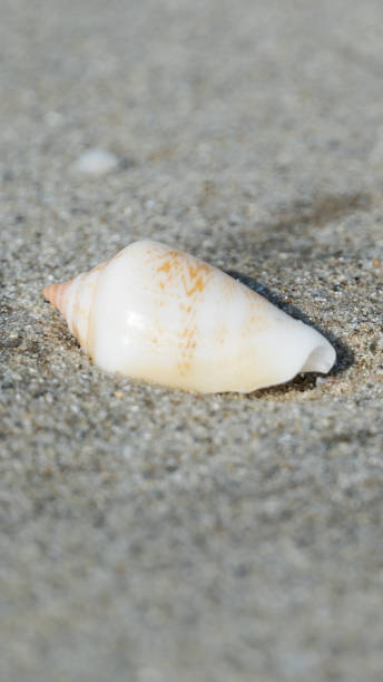 istock Seashells on the sandy beach on morning sunshine with copy space (selective focus) portrait view 1283351475