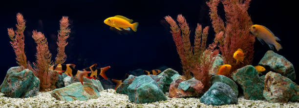 aquarium d’eau douce avec des cichlidés et des botias. aqua scape et aqua design. - hobbies freshwater fish underwater panoramic photos et images de collection