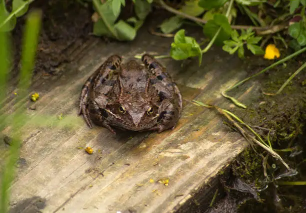 A large brown toad with black stripes sits on a woodboard near the pond. View from the front.