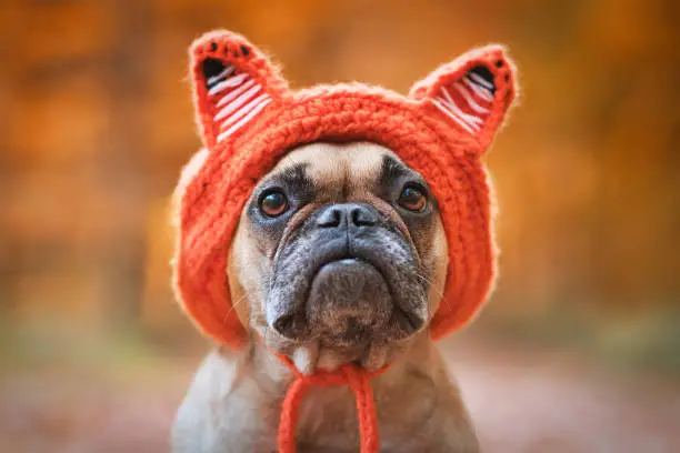 Photo of Adorable French Bulldog dog wearing a knitted costume hat with fox ears in front of blurry autumn forest