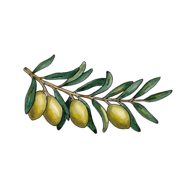 istock Watercolor floral illustration with olive branches wreath. Watercolor olive branch wreath. Olive evergreen crown of victory in sports competitions. Hand drawn natural frame. 1283355829