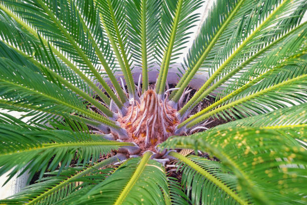 istock Popular decorative palm Cycas revoluta 1283357743