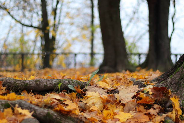 istock Fallen leaves on a ground in a park 1283357839