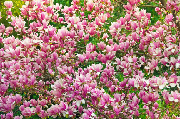 istock Floral background. Flowering of Magnolia tree ( Magnolia soulangeana ) 1283359018