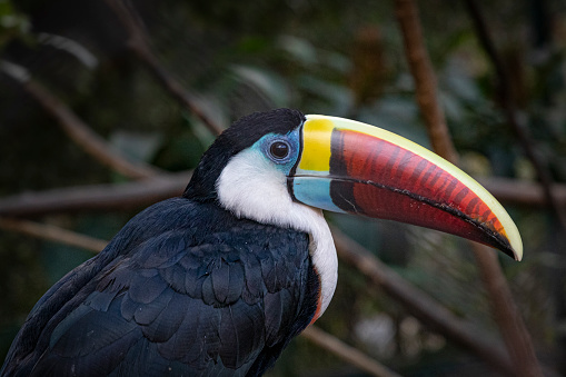 Red billed toucan normally lives in South America. This one has been photographed in Antananarivo.
