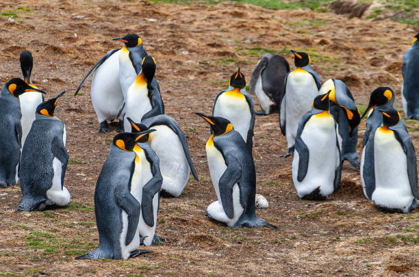 King penguins breeding on eggs at Volunteer Beach, Falklands, UK. Volunteer Beach, Falkland Islands, UK - December 15, 2008: Closeup of small group of King Penguins breeding on eggs laid on brown dry terrain. king penguin stock pictures, royalty-free photos & images