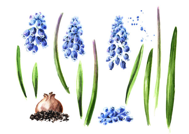 весна muscari цветы элементы набора. нарисованная вручную акварелевая иллюстрация, изолированная на белом фоне - grape bunch fruit stem stock illustrations