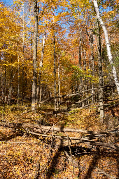 istock Dry creek in the wild forest 1283363253
