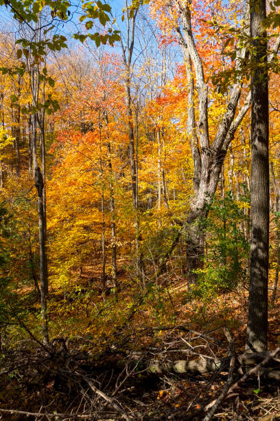 istock Ornate maples in the overgrown forest 1283363311