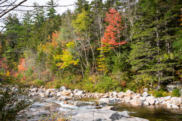 istock driving through foliage in New Hampshire 1283364048
