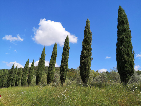 Raw of cypress trees on Fiesole hills, Florence, Tuscany.