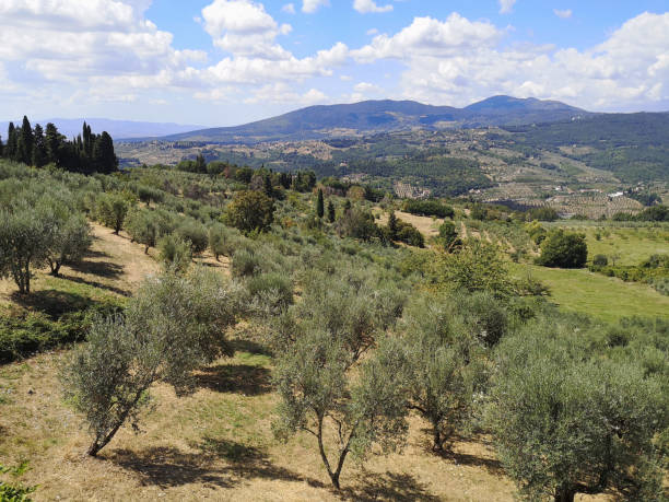 istock Olive trees in Fiesole, Florence, Tuscany 1283364601