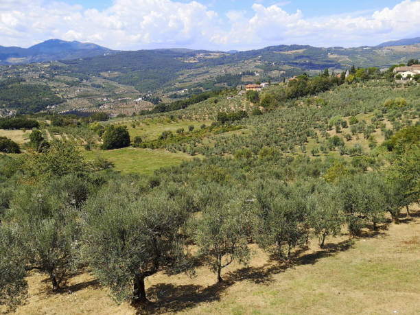 istock Olive trees in Fiesole, Florence, Tuscany 1283364670